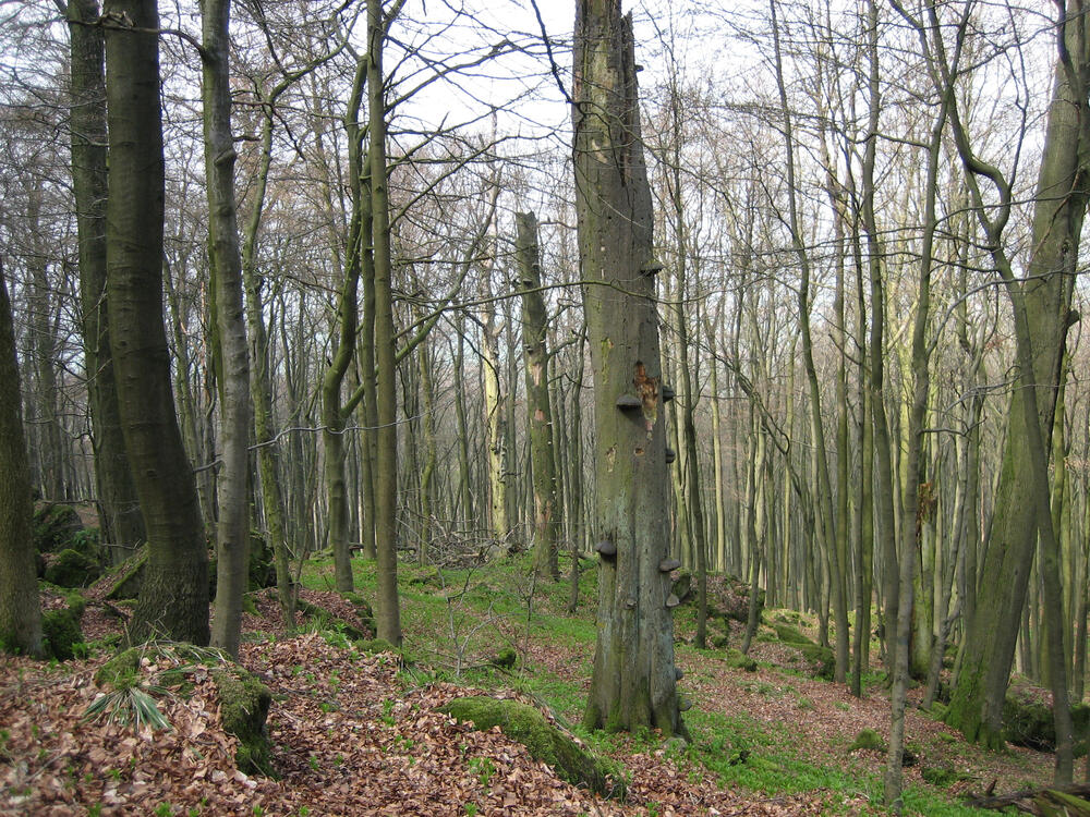 Totholz in Wäldern 