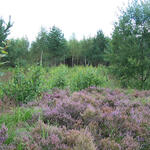 Hartmannsdorfer Forst © DBU Naturerbe GmbH