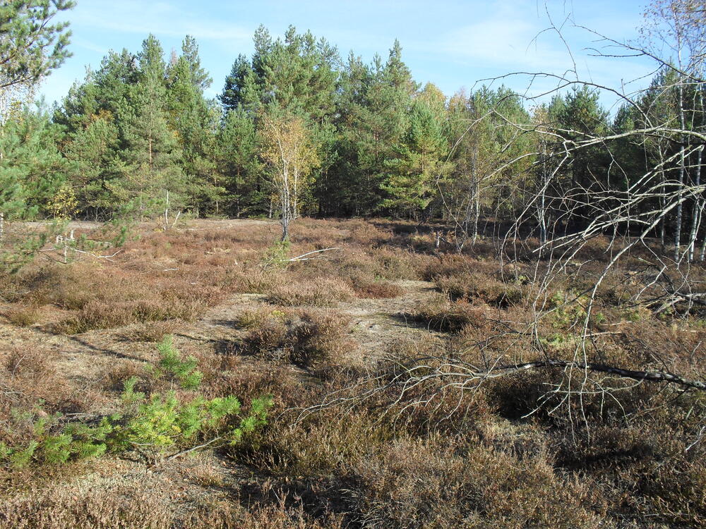 Sehen Sie selbst... © DBU Naturerbe GmbH