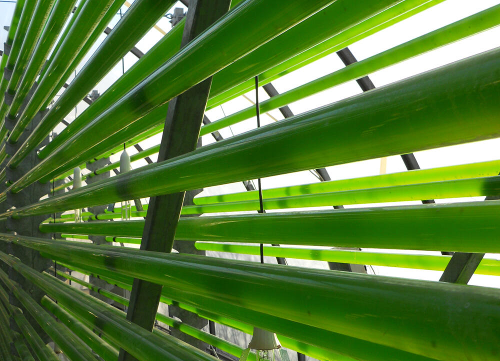 Algen © Institut für Getreideverarbeitung