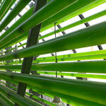 Algen © Institut für Getreideverarbeitung