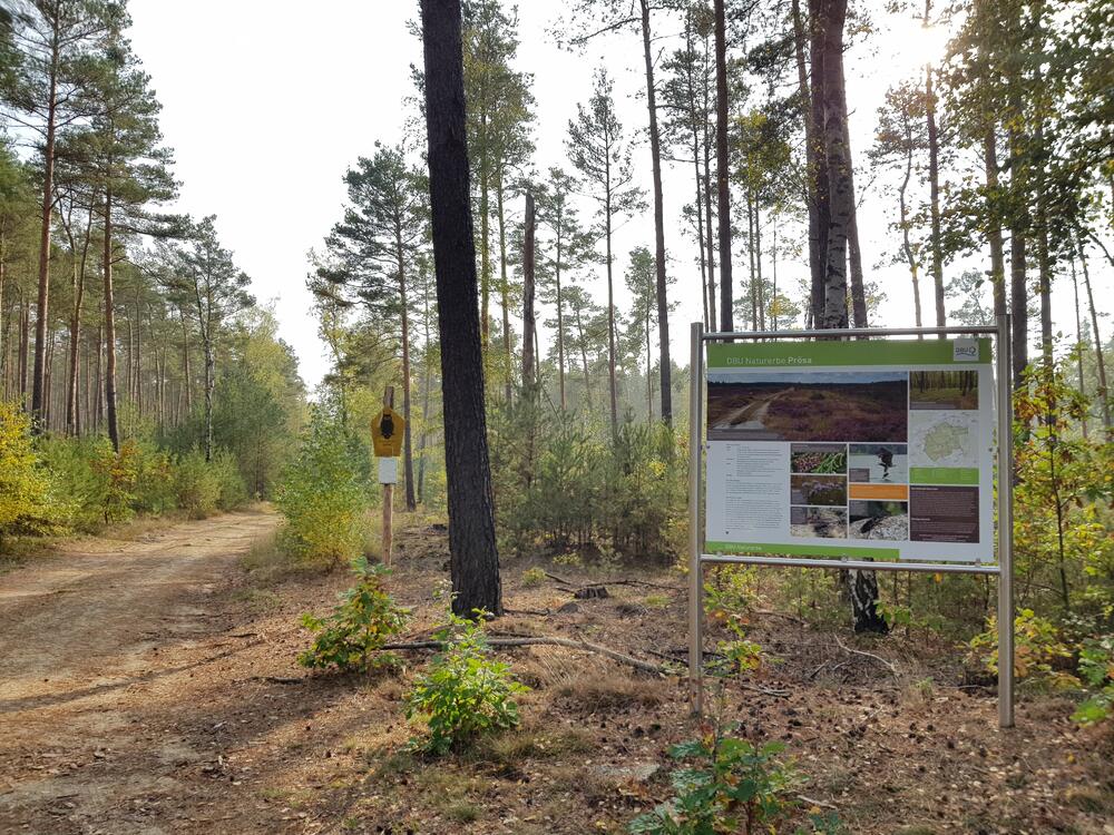 DBU Naturerbe Prösa © Lisa-Marie Hille/ DBU Naturerbe