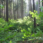 DBU Naturerbe Salzunger Vorderrhön © Klaus Hahner/ Bundesforst