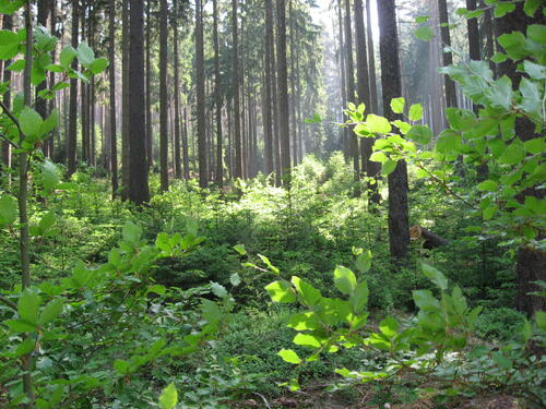DBU Naturerbe Salzunger Vorderrhön © Klaus Hahner/ Bundesforst