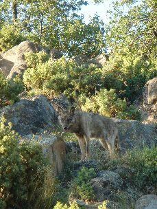 Wolf &copy; Wolfgang Wesely