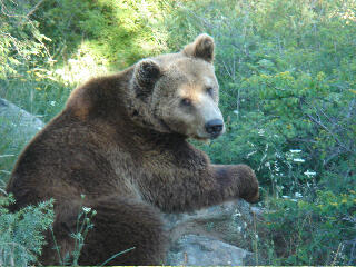 Braunbär &copy; Wolfgang Wesely