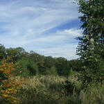 Bendeleber Wald © Matthias Franke