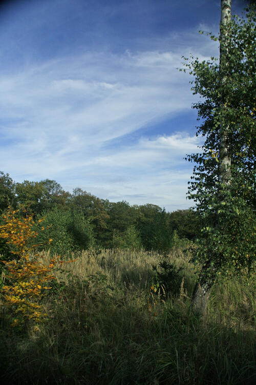 Bendeleber Wald © Matthias Franke