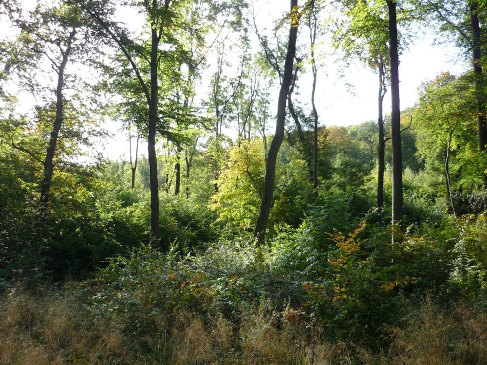 Östliche Hainleite © Christoph Kühne