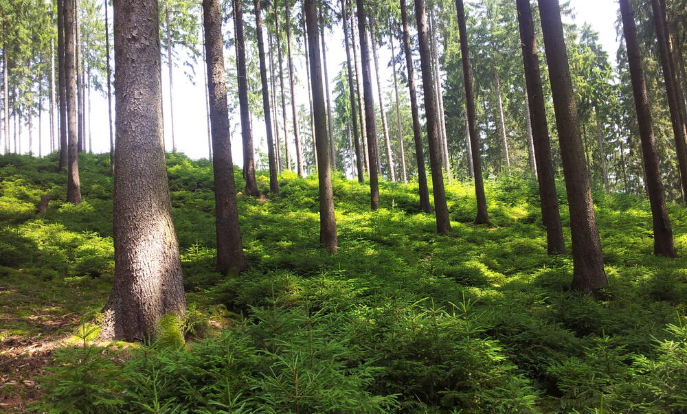 Salzunger Vorderrhön © H.-O. Denstorf