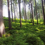 Salzunger Vorderrhön © H.-O. Denstorf