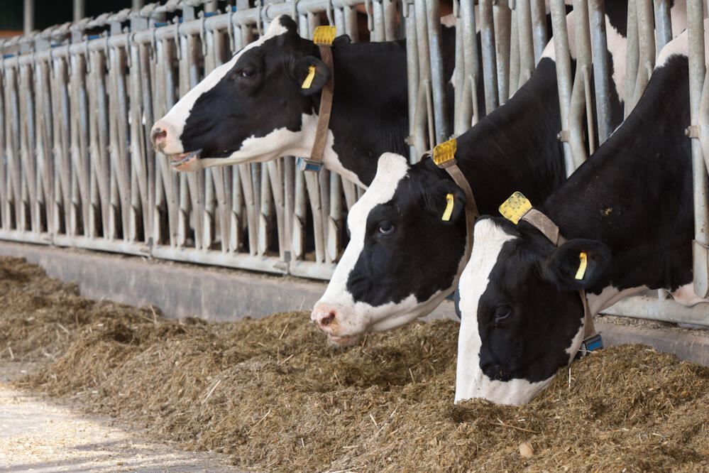 Kühe © Jan-Hendrik Paduch