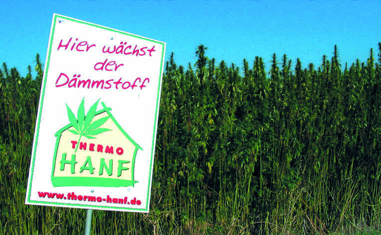 Hanf 