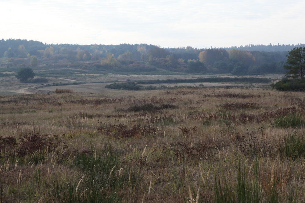 Sehen Sie selbst... © DBU Naturerbe/Culmsee