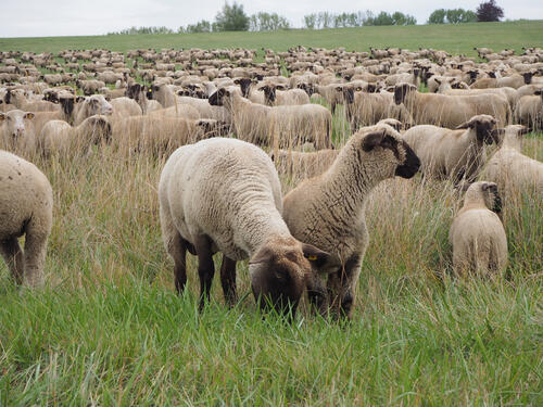 Schwarzkopfschafe  © Gesa Wannick/DBU Naturerbe