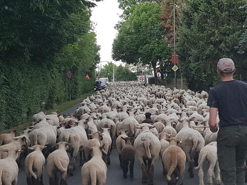Schafe Bahnüberquerung © Petra Bokelmann