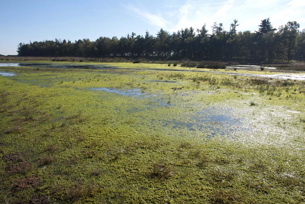 Ansiedlung von Pioniermoosen &copy; Stiftung Lebensraum Moor
