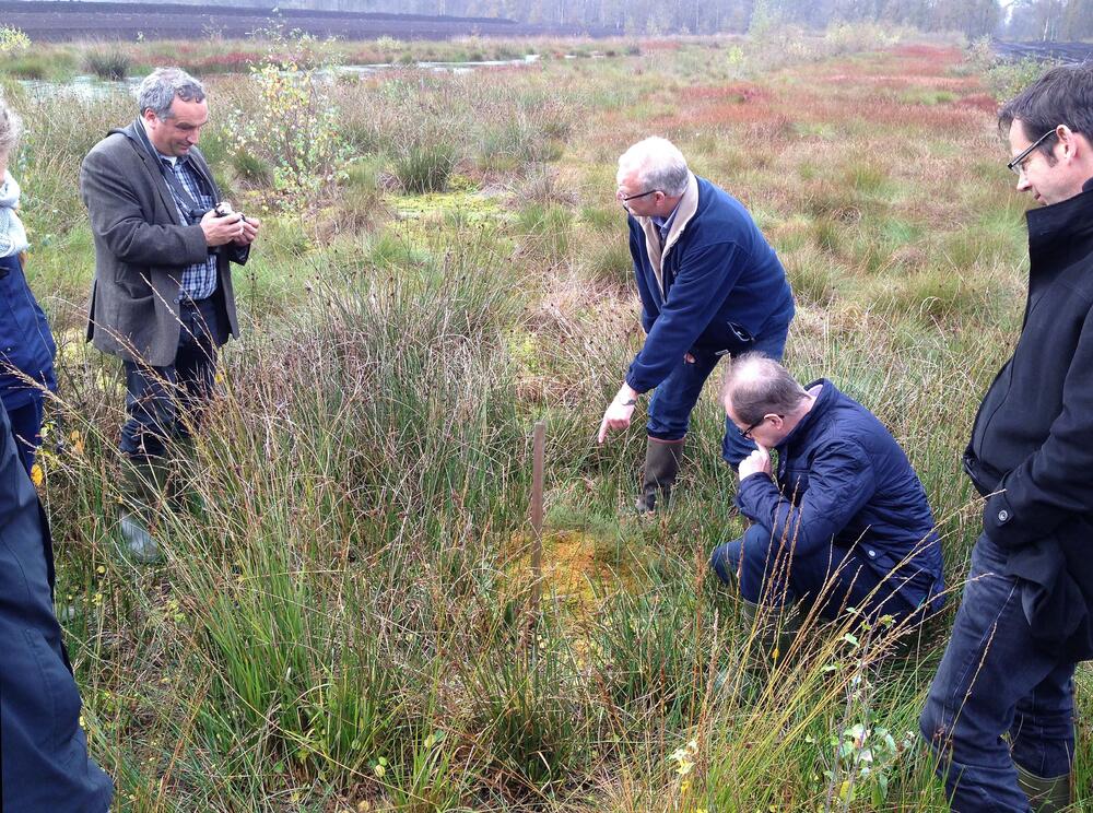 Bulttorfmoose &copy; Stiftung Lebensraum Moor