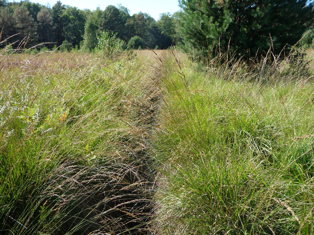 Graben im DBU Naturerbe Weißhaus © Uwe Fuellhaas/ DBU Naturerbe