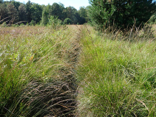 Graben im DBU Naturerbe Weißhaus © Uwe Fuellhaas/ DBU Naturerbe