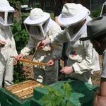 Jungimker in Aktion &copy; Dr. Hartmut Fahrenhorst