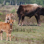 Heckrind © Natalie Bergholz