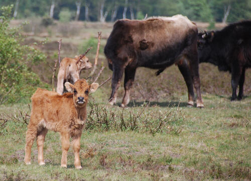 Heckrind © Natalie Bergholz