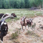 Ziegen auf der DBU-Naturerbefläche Hartmannsdorfer Forst © Sabrina Jerrentrup/DBU Naturerbe