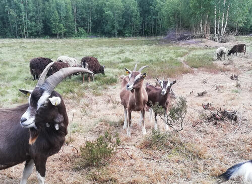 Ziegen auf der DBU-Naturerbefläche Hartmannsdorfer Forst © Sabrina Jerrentrup/DBU Naturerbe