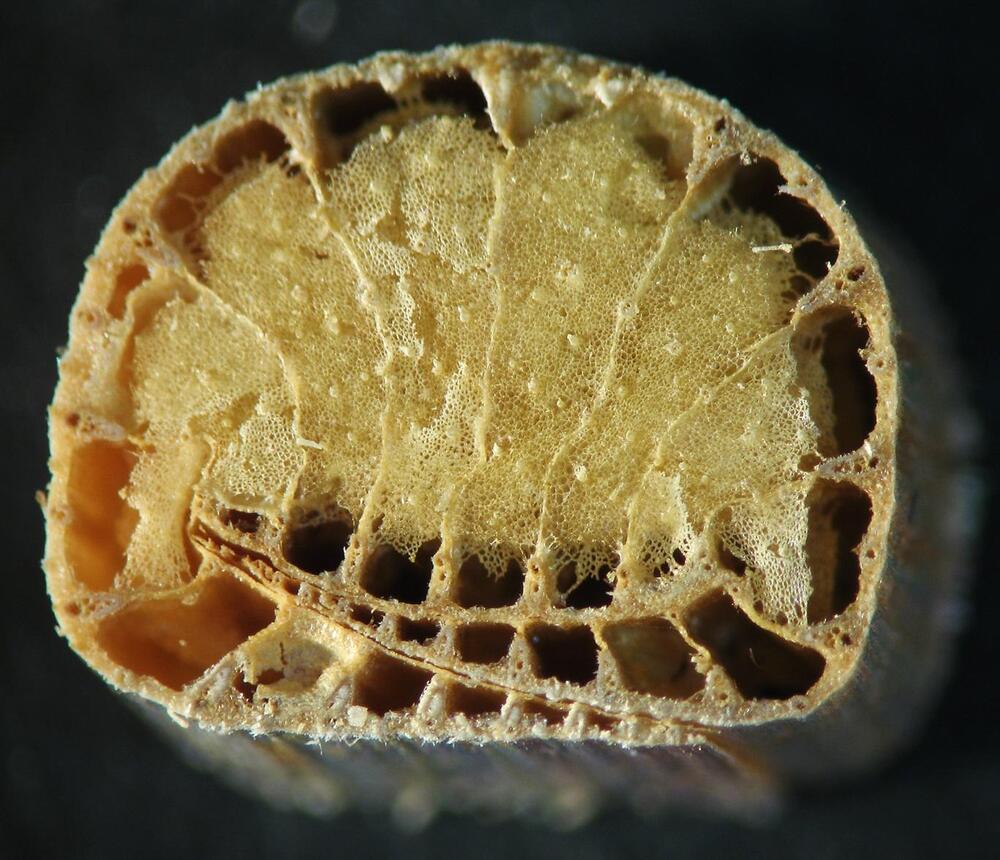 Rohrkolben Querschnitt &copy; Christian Gruber, Bayerisches Landesamt für Denkmalpflege 