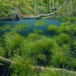 Feuchtgebiet im Erlenbruchwald auf der Naturerbefläche Prora (Mecklenburg-Vorpommern) 