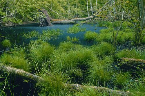 Feuchtgebiet im Erlenbruchwald auf der Naturerbefläche Prora (Mecklenburg-Vorpommern) 