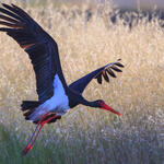 Sehen Sie selbst... &copy; Hans Glader