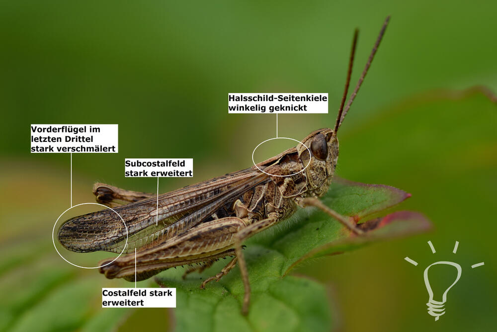 2017_Chorthippus_biguttulus_JuKo © Robin Schmidt/DBU