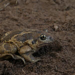 Knoblauchkröte  © Andreas Kronshage/LWL