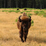 Wisent auf der DBU-Naturerbefläche Cuxhavener Küstenheiden © André Kopka/ DBU