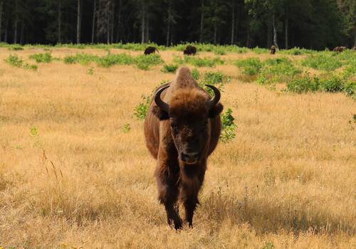 Wisent auf der DBU-Naturerbefläche Cuxhavener Küstenheiden © André Kopka/ DBU