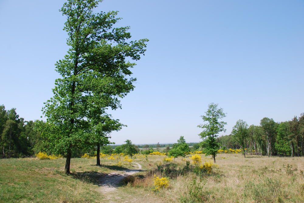 DBU-Naturerbefläche Wahner Heide 