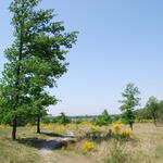 DBU-Naturerbefläche Wahner Heide 
