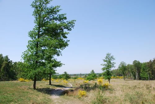 DBU-Naturerbefläche Wahner Heide 