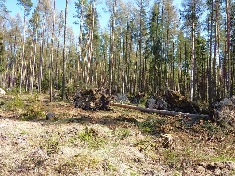 DBU-Naturerbefläche Pöllwitzer Wald 