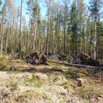 DBU-Naturerbefläche Pöllwitzer Wald 