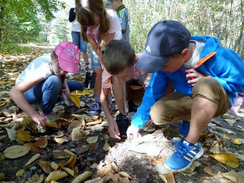 Tag des Nationalen Naturerbes Exkursion Naturerbefläche Goitzsche © Pleger / DBU