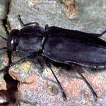 Bionik &copy; Helmut Schmitz