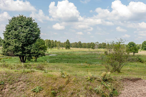 Die Oranienbaumer Heide © DBU Naturerbe GmbH/Thomas Klitzsch