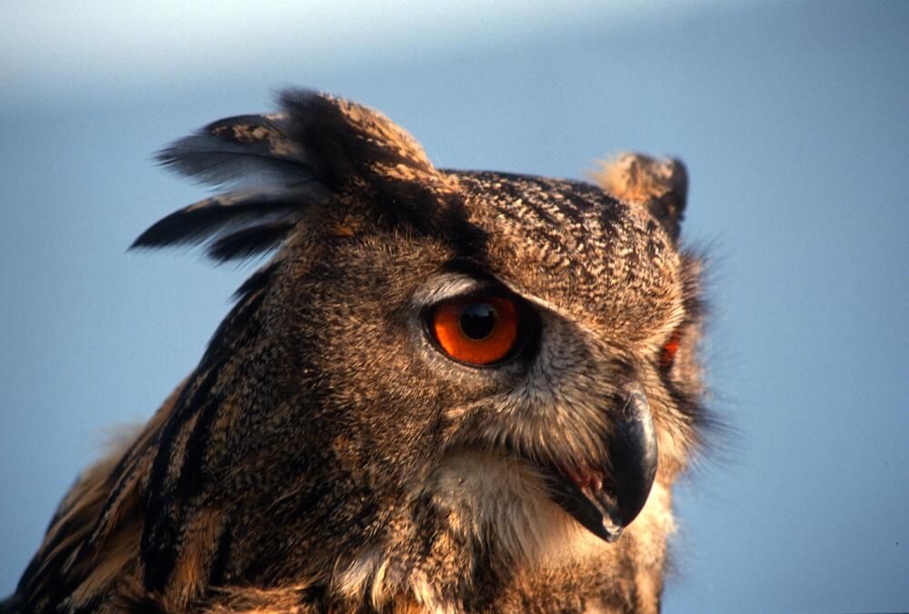 Uhu &copy; Bruno Dittrich