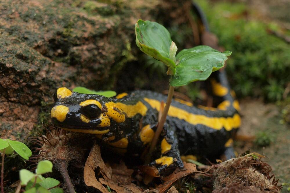 Feuersalamander &copy; Stephanie Schubert