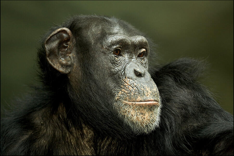 Schimpansenweibchen im Zoo Osnabrück &copy; Stephan Schute