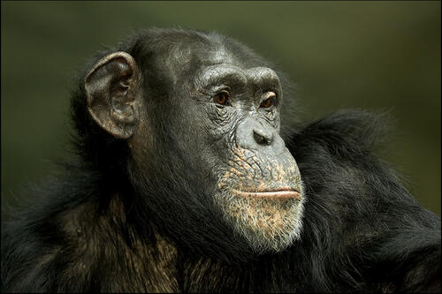 Schimpansenweibchen im Zoo Osnabrück &copy; Stephan Schute