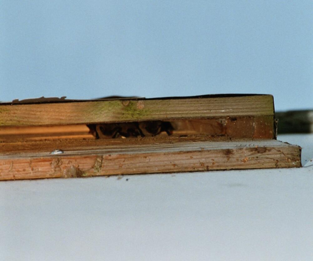 Fledermauskasten Sommerquartier spaltenbewohnende Arten © Archiv Kramer